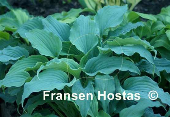 Hosta Silver Serenity